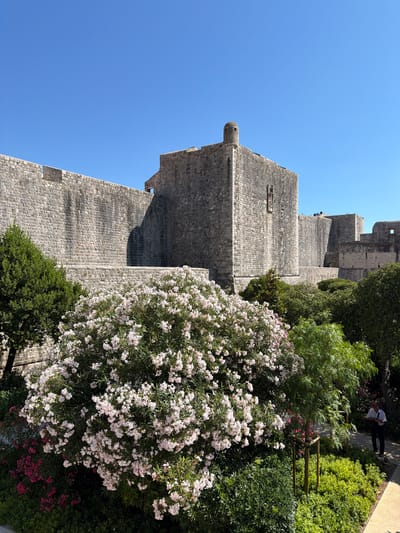 The image depicts a section of the Lovrijenac Fortress, a prominent landmark situated on a rocky islet outside the western walls of Dubrovnik, Croatia. The fortress, constructed of rough-hewn stone blocks, features massive, imposing walls and a tower with a distinctive rounded turret. In the foreground, a lush garden is in bloom, with a large bush laden with delicate white flowers dominating the center of the frame. Pink flowers are visible at the base of the bush, and various shades of green foliage create a vibrant contrast against the gray stone of the fortress. A narrow pathway winds through the garden on the right side of the image, where a lone figure, a man wearing a light-colored shirt and dark pants, is walking away from the viewer. He appears to be holding a phone or small device in his hand. The sky above is a clear, bright blue, indicating a sunny day.