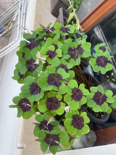A close-up, high-angle shot captures a vibrant potted plant with numerous four-leaf clovers. Each clover leaf is predominantly green with a striking, deep purple-brown heart-shaped marking in the center. The leaves are arranged in clusters, creating a lush and full appearance. Some leaves show slight imperfections, like small tears or lighter green variegation. Delicate pink buds and thin stems are visible amongst the leaves. The plant sits in a dark pot, partially obscured by its foliage, placed on a surface next to a window with a wooden frame. A white railing or structure is visible in the background to the left, and a jar with a white substance is on the surface in the foreground to the right. The overall scene suggests an indoor or sheltered outdoor setting, possibly a balcony or windowsill. The image is sharp and well-lit, highlighting the intricate details of the clover leaves. This scene is located in Cheshnegirovo, Bulgaria.