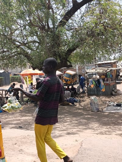 An outdoor scene in Hotoro, Nigeria, is depicted under bright daylight. A dark-skinned male, observed from a three-quarter rear view, walks left across a dirt path. He wears a dark purple and black horizontally striped short-sleeved shirt and bright yellow pants. In his extended left hand, he holds a clear plastic bag containing multiple small, green, round fruits, with an additional white plastic bag hanging from the same hand. The ground transitions from dirt to a paved edge.
In the midground, a large, broad-leafed tree provides shade over a dusty area. Under its canopy, several individuals are present; some are seated on the ground. To the left, an orange umbrella shades a group of people. A yellow motorized tricycle is parked mid-right. Further right, a makeshift vendor stall constructed from corrugated metal displays various articles of clothing on a line, with a person in a yellow shirt visible inside. Additional individuals are seated on the ground nearby, and a blue bicycle is parked upright. The background features various light-colored buildings and structures beneath a clear sky.