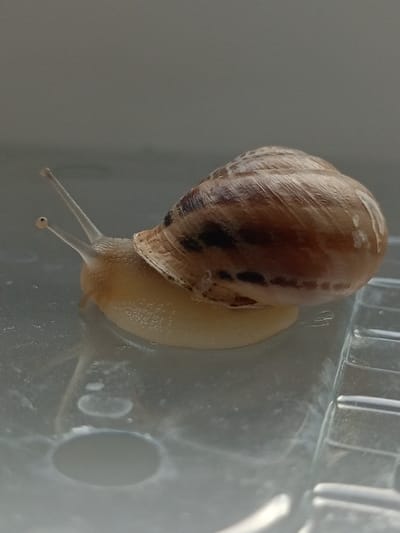 A snail is shown in a close-up, sideways view. The snail has a light brown shell with darker brown bands. Its body is a pale yellow color, and it has two visible eye stalks with small black dots at the ends. The snail is on a transparent, textured surface, possibly plastic, which reflects light. The background is a plain, light gray. There is no indication of the snail's location in Peetri alevik, Estonia, as the image does not contain any recognizable landmarks or contextual information to suggest a specific geographic location within that area.