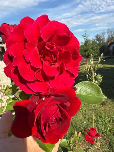 The image shows two bright red roses in the foreground, with the one on top appearing larger and more fully bloomed. The roses are positioned slightly to the left of the frame, with their petals catching the sunlight. Behind the roses, a hand is visible on the lower left, supporting the lower rose. The background consists of a green lawn, some trees, a small building, and a blue sky with scattered white clouds. The scene is outdoors, likely in a garden. The image does not contain information about the city of Marinka, Bulgaria.
