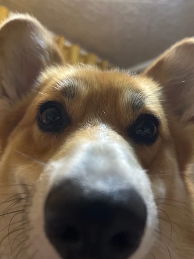 A close-up, low-angle shot focuses on the face of a Corgi dog. The dog has tan and white fur, with large, dark eyes and prominent ears. Its nose is black and fills the foreground of the image. The background is softly blurred, showing hints of yellow and beige tones, possibly indicating a blanket or soft furnishings. The lighting appears to be natural, coming from the top, casting a warm glow on the dog's fur. The image does not contain information that would allow for an association with Kramatorsk, Ukraine.