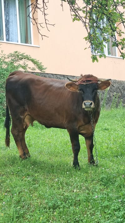 A brown cow stands in a grassy area in front of a light peach-colored building. The cow is facing the camera and has a metal chain around its neck. Its horns are adorned with a red rope. The building has a stone foundation and a window with white trim and a curtain. Green foliage, including tree branches with small green fruits, overhangs the building and the cow. The grass is green and dotted with small white and pink flowers. The overall scene appears to be outdoors in a rural or semi-rural setting, likely in Vyshka, Ukraine, given the context provided.