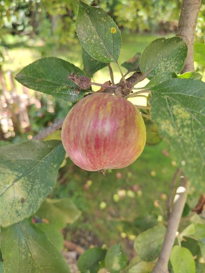 An apple hangs from a branch, its skin a blend of red and yellow stripes. It is surrounded by green leaves, some of which show yellow spots. The background is a blur of green grass with scattered fallen apples. The scene is likely outdoors, possibly in a garden or orchard. The image does not provide any information to determine its location in Yuzhnyy, Russia.