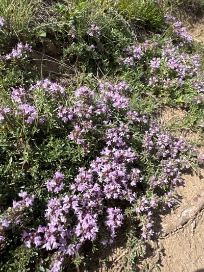 The image shows a patch of wild thyme with small purple flowers growing on a dry, sandy slope. Green grass is intermingled with the thyme. The ground appears to be eroded in places, revealing soil and what looks like a piece of driftwood or a large root. There are no people visible in the image, and no actions are taking place. The environment is natural and appears to be outdoors. The location is specified as El'tiubiu, Russia.