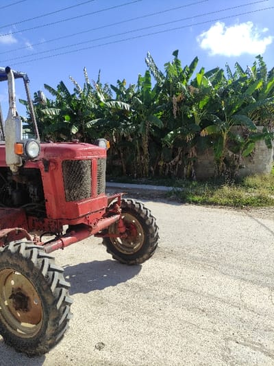 A red, aged tractor is parked on a light-colored paved surface, viewed from a low angle. The tractor, likely a Belarus model, exhibits faded paint, dirt, and wear. Its front left tire and a portion of its red chassis, grill, and two circular headlights are prominent in the foreground. In the background, a dense cluster of tall, green banana or plantain plants forms a natural barrier behind a low, light-colored concrete block wall. The paved surface, showing minor cracks, extends into the midground. The sky above is clear blue with several dark horizontal power lines visible and a small white cloud in the upper right. No individuals or active subjects are present. The scene is consistent with an agricultural or semi-rural area in Ciego de Ávila, Cuba.