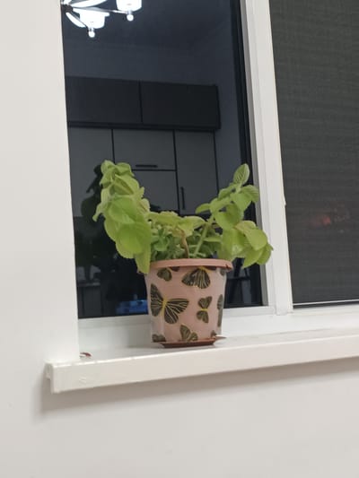 A potted plant with light green leaves sits on a white windowsill. The pot is pink and decorated with a pattern of black butterflies. Through the window, a dark interior space with kitchen cabinets is visible. Above the cabinets, a chandelier with multiple lights hangs from the ceiling. The scene appears to be indoors, likely a home, with a window overlooking another room or perhaps an outdoor area that is dark. The time of day is unclear, but the interior lighting suggests it could be evening or a dimly lit day. No people are visible. There is no visible text in the image.