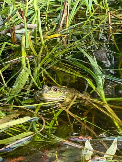 A green frog with bulging eyes sits partially submerged in dark water, surrounded by tall, green reeds. The frog is positioned in the center of the frame, with its head and upper body visible above the water. The reeds are dense and create a natural, watery environment. The image does not provide any information about the location in the city of Yal'chik, Russia.