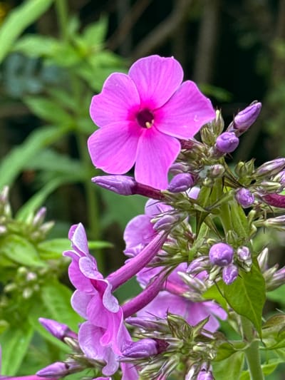 A close-up, eye-level shot captures a cluster of vibrant pink phlox flowers against a softly blurred green background. The main subject is a fully bloomed flower in the upper center, with five distinct petals and a dark pink center. Below it, more buds and partially opened flowers in shades of purple and pink are visible, some with delicate, curved petals. The stems are green and sturdy, supporting the floral display. The environment suggests an outdoor garden setting, likely in Затишье Снт, Russia, given the lush greenery and natural light. There are no people or animals present. The focus is entirely on the intricate details and soft colors of the phlox flowers.