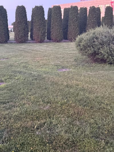 A row of tall, conical evergreen trees is planted in a line, creating a natural border. In front of these trees, a large, rounded shrub is visible on the right side of the image. The foreground is dominated by a grassy area with scattered patches of darker vegetation and some small yellow wildflowers. In the background, a building with a light-colored facade and visible windows can be seen, with a red banner or flag on the right side. The sky is a pale, dusky color. The scene appears to be an outdoor public space, possibly in a park or along a street in Mahilyow, Belarus. There are no people or animals visible in the image.