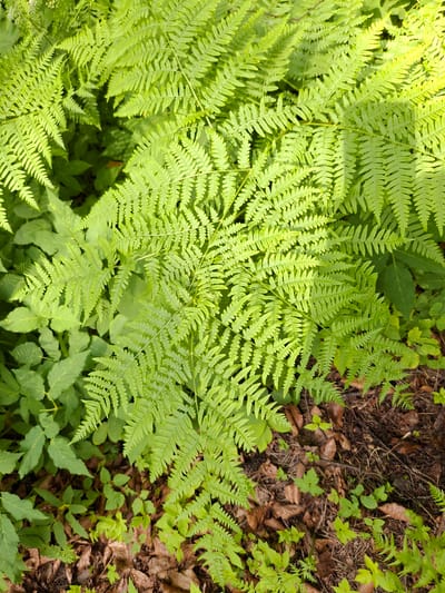 This is a top-down, eye-level shot of a lush forest floor in Ogre, Latvia. The primary subjects are vibrant green ferns, filling most of the frame with their intricate, feathery fronds. These ferns are dense and appear healthy, with some sunlight dappling through them, suggesting it is daytime. The lighting is bright but not harsh, indicating it could be a sunny or partly cloudy day.
The scene is a natural woodland setting. Interspersed with the ferns are patches of forest floor covered in dry brown leaves, twigs, and some smaller, less developed green plants. This suggests a forest environment, possibly in late spring or summer when the ferns are at their peak growth. The texture of the image is rich, with the delicate patterns of the fern leaves contrasting with the rougher textures of the leaf litter and soil.
There are no people or animals visible in the image, and no specific activity is taking place other than the passive growth and presence of the plants. The overall mood is peaceful and natural, evoking a sense of a quiet, undisturbed corner of a forest. The location cues of Ogre, Latvia, place this scene within a specific geographical context known for its forests and natural beauty. There is no visible text in the image.