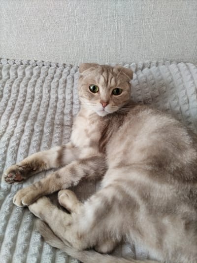 A Scottish Fold cat with green eyes and tabby markings lies on a textured grey blanket. The cat's ears are folded forward. The background consists of a textured light grey surface, likely a wall or couch. The scene is indoors and appears to be in a domestic setting in Nizhnyaya Makhtama, Russia.