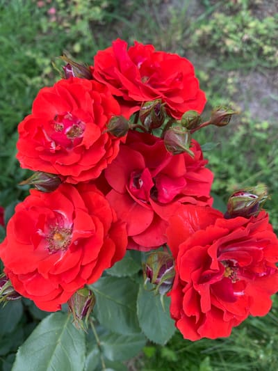 A cluster of five fully bloomed red roses and several unopened buds are visible in the foreground of the image. The roses have multiple layers of petals and the stamens are a light yellow color. One rose has a small black ant on its petals. The roses are set against a blurred background of green grass and foliage. The image appears to have been taken outdoors in a natural setting. The specific location in Ivanava, Belarus, is not evident from the image itself.