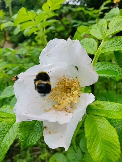 A close-up, eye-level shot captures a white rosehip flower in Zelenogorsk, Russia. The flower is wet with dew or rain, evident from the droplets on its petals and leaves. A bumblebee, its back to the camera, is positioned in the center of the flower, seemingly engaged with the yellow stamen. To the left of the bumblebee, a small, orange-bodied fly with transparent wings is visible on a petal. A tiny green insect, possibly an aphid, rests on another petal. The background is a blur of lush green foliage, suggesting a natural setting within the city. The lighting is soft and diffused, indicating an overcast day.