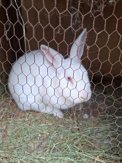 The image shows a white rabbit inside a cage made of chicken wire. The rabbit has one visible red eye and long white whiskers. The cage appears to be filled with hay or grass. The location is unknown, no information is provided to confirm that it is in Moshtanets, Bulgaria.