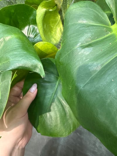 In this close-up, top-down shot, a person's hand is gently touching a large, vibrant green leaf of a houseplant. The leaf's surface shows a subtle sheen, indicating it might be healthy and well-cared for. Fine veins are visible, tracing intricate patterns across the leaf. The hand, with its fingernails decorated with a subtle glitter polish, rests delicately on another leaf, suggesting a moment of observation or appreciation of the plant.
The background is filled with more of the plant's foliage, creating a lush, verdant environment. Some leaves are a lighter, brighter green, while others are a deeper, richer hue. The overall impression is one of natural beauty and tranquility. The lighting suggests it might be daytime, possibly with natural light filtering through a window, creating soft shadows and highlights on the leaves.
The scene appears to be indoors, likely in a home or a plant nursery, given the focus on the houseplant and the clean presentation. There are no overt signs of the specific location in Rozhdestvenskaya, Russia, beyond what might be inferred from the commonality of houseplants. The image evokes a sense of calm and a connection with nature. No text is visible in the image.