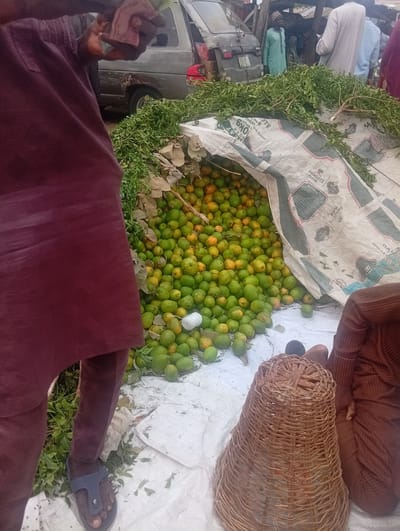 The image captures an outdoor market scene in Birnin Kudu, Nigeria, featuring produce displayed on the ground. A prominent mound of green and yellowish-green ovoid fruits, resembling unripe mangoes or oranges, is piled directly on white tarps and a "DANGOTE FLOUR" branded sack. Several bundles of fresh green leafy branches are arranged on top of and around the sacks.

In the foreground left, a person is partially visible, wearing a dark reddish-brown garment and a blue sandal on their left foot; their right hand at the upper left holds small items. In the foreground right, a person in a brown striped garment is seated on the ground, with a large, conical, woven wicker basket positioned directly in front of them.

In the mid-ground, a grey panel van with a dented rear fender is parked, its side door open. Adjacent to the van stands a person in a light green traditional tunic and cap. A portion of a light-colored three-wheeled vehicle is visible behind them. Multiple other individuals, some in traditional white or light blue attire, are observed in the background amidst what appear to be market stalls and wooden structures, indicating a busy commercial area. A small spool of white string is visible among the piled fruits.