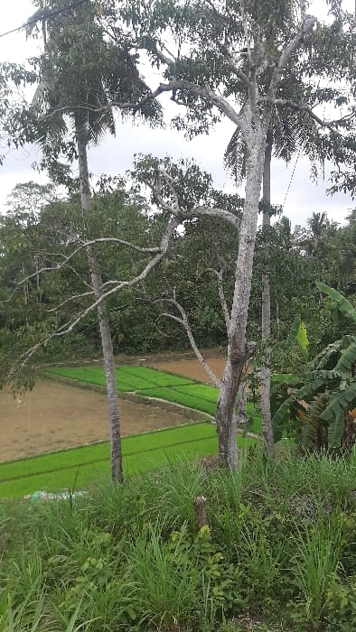 The image captures an elevated view of an agricultural area in Tanjongkeumala, Indonesia, under an overcast sky. The foreground is dominated by a dense growth of tall, verdant grass and various smaller green plants, with a dark, weathered wooden stump or stake visible on the right. In the midground, several prominent trees feature pale grey or white bark, with branches exhibiting a mix of green foliage and bare limbs. Below and extending into the mid-distance, a series of rectangular rice paddies are visible; some are filled with vibrant green rice seedlings planted in orderly rows, while others display light brown, bare soil. The background consists of a dense, lush expanse of tropical trees and vegetation. No individuals or active interactions are present in the scene.