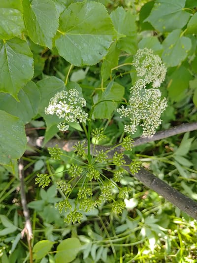 A top-down, close-up shot captures a plant with clusters of small white flowers and a stalk of immature green seed pods. The plant is surrounded by large, serrated green leaves and a thin, dark branch. The background consists of more green foliage and blurred ground cover. The scene is outdoors, likely in a park or garden setting, in Saransk, Russia. The lighting suggests it is daytime, with dappled sunlight filtering through the leaves. No people or animals are visible.