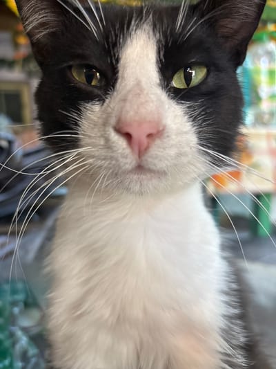 A close-up, head-on, waist-up shot captures a black and white tuxedo cat looking directly at the camera. The cat has green eyes and a pink nose. The background is blurred and indistinct, suggesting an indoor environment. The image was taken in Tsarski Izvor, Bulgaria.