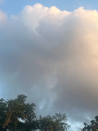 This image captures a sky filled with dramatic clouds, casting a diffused light over the scene. The top portion of the frame is dominated by large, billowy white clouds against a pale blue sky, with the right side of these clouds illuminated by a warm, golden light, suggesting either sunrise or sunset. Below these, the clouds transition into darker, grayer masses, indicative of impending or passing weather. The bottom edge of the image features the upper branches of several trees, characterized by dark green foliage and some hanging moss, which are silhouetted against the cloudy sky. No people or specific landmarks are visible, making it impossible to determine the precise location within Jacksonville, United States of America. The scene is natural and devoid of any human activity.