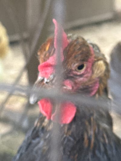 The image is a close-up, blurry photograph of a chicken's head and upper body. The chicken has a reddish comb and wattles, a dark eye, and brown and black feathers. It appears to be behind a fence or netting, which is also out of focus. The background is blurred and consists of muted colors, suggesting an outdoor setting. No specific location in Heniivka, Ukraine, can be identified from the image.