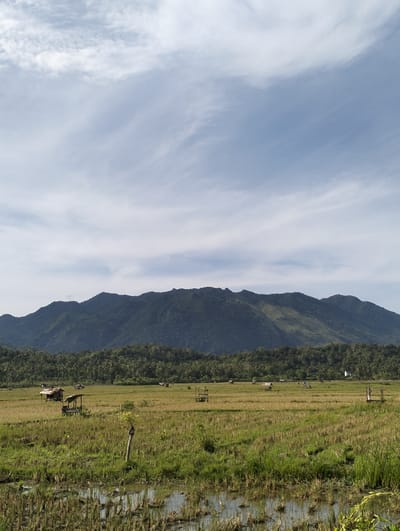 The image shows a landscape in Lampisang, Indonesia, featuring harvested rice paddies in the foreground. Several small, wooden structures, possibly huts or shelters, are scattered across the field. In the background, a lush, forested mountain range stretches across the horizon. The sky is partially covered with scattered clouds. The foreground shows evidence of recent harvesting, with stubble and standing water present in some areas.