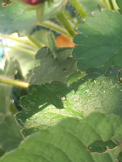 The image depicts a close-up view of strawberry plant leaves. A small, green grasshopper is perched on one of the leaves. The leaves are serrated and have a slightly fuzzy texture, with some water droplets visible on their surfaces. The background is a blur of green foliage and stems, suggesting a natural outdoor setting. There is no indication of a specific location within the city of Άγιος Νεκτάριος, Greece; the image focuses solely on the flora and fauna.