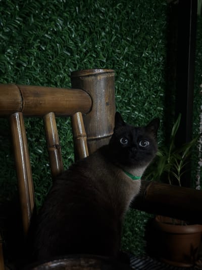 A Siamese cat with striking blue eyes is seated on a bamboo chair against a backdrop of artificial greenery. The cat is wearing a bright green collar. The lighting is dim, casting shadows and highlighting the cat's features. The scene appears to be indoors, possibly in a home or a cafe, given the decorative greenery and furniture. There is a potted plant visible in the background. The image does not provide any specific details or context to associate it with the city of Stalinisubani, Georgia.