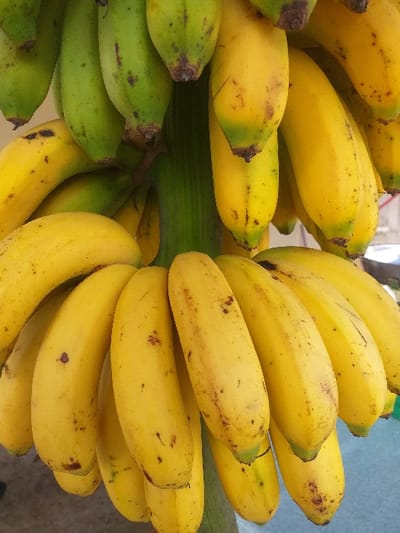 This image, located in Mns Alue, Indonesia, depicts a large cluster of bananas hanging from a thick green stalk. The cluster consists of multiple hands of bananas, displaying varying stages of ripeness. The majority of bananas are fully ripe, appearing bright yellow with scattered small brown blemishes. Several bananas exhibit partial ripeness, showing a mix of yellow and green coloration, particularly at their ends. A few bananas are distinctly green, indicating an unripe state. The central stalk is robust, green, and shows vertical striations. The background is out of focus, appearing as an indistinct light-toned surface. No individuals, specific actions, or other discernible objects are present in the scene.