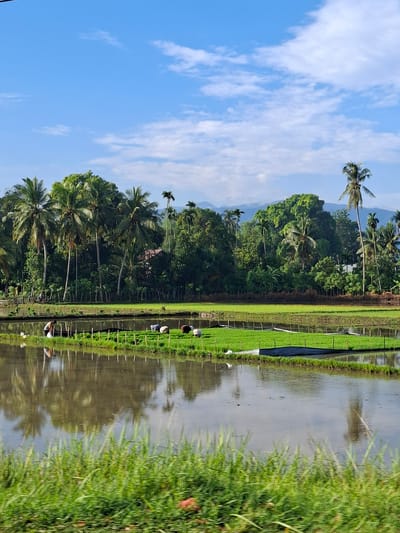 This is a vertical, medium-shot photograph of a rice paddy in Kampung Jumpa, Indonesia. The foreground is filled with blurred green grass. The middle ground shows a flooded rice paddy with several smaller, raised plots of green rice seedlings. Several individuals are visible working in these plots. One person in the far left plot is wearing a light-colored shirt and dark pants, holding a white bag. Other figures in the middle plot are mostly obscured by the distance and their work. In the background, a dense line of lush green trees, including several tall palm trees, forms a backdrop. Beyond the trees, mountains rise against a bright blue sky with scattered white clouds. The water in the paddy reflects the trees and the sky.