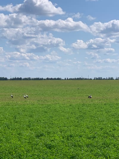 The image shows a wide, green, open field under a bright blue sky with scattered white clouds. In the foreground, a dense growth of green vegetation covers the ground. In the mid-ground, several storks are visible standing in the field. One stork is positioned on the right side of the frame, facing left, while three other storks are clustered on the left side of the frame, two facing right and one facing left. In the far background, a line of trees forms a dark green horizon, with a few distant structures, possibly industrial or communication towers, visible above the trees. The overall impression is of a rural, natural landscape on a clear day. The location is identified as Рачкавіцкі сельскі Савет, Belarus.