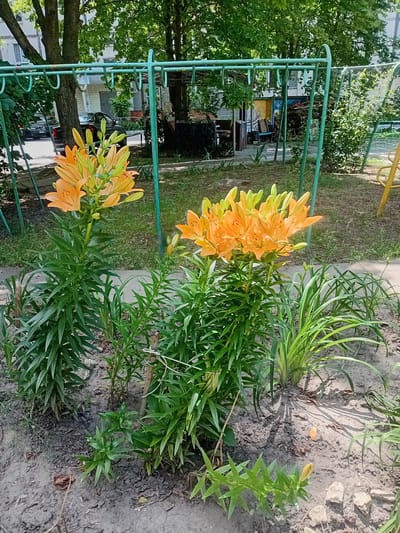 The image depicts an outdoor scene in the city of Kherson, Ukraine, on a sunny day. In the foreground, two large stalks of orange lilies are in bloom, their petals unfurled and some buds still closed. The lilies are planted in sandy soil, with green foliage surrounding them. Behind the flowers, a rusty green metal structure, possibly part of a playground or garden fence, runs horizontally across the frame. Beyond this structure, lush green trees with dense canopies dominate the background, with glimpses of buildings and parked cars visible through the leaves. The overall setting appears to be a residential courtyard or park area. There are no people or animals visible in the image.