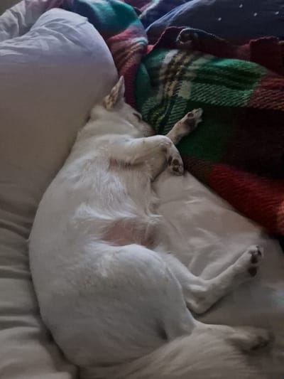 **Location:** Katina, Bulgaria.

A white-furred dog is observed lying on its left side, curled into a resting position, presumably asleep, on a bed or similar padded surface. Its head is tucked forward, with eyes closed. Its front left paw is bent, and the right front paw is extended slightly, resting on a plaid blanket with interwoven red, green, and dark blue or brown colors. The dog's hind legs are also curled. A patch of reddish skin is visible on its belly/flank area. To the left of the dog's head is a white pillow. The dog and pillow rest on light-colored, possibly white or light grey, bedding.