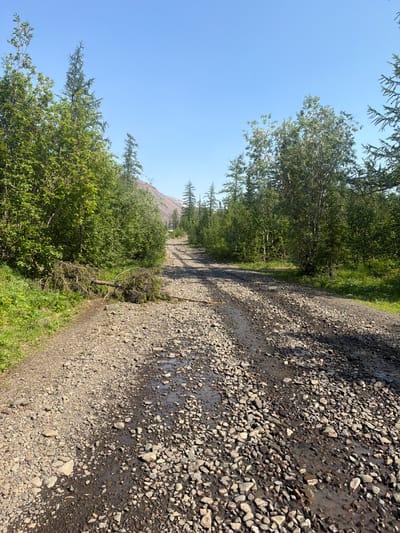 The image shows a rough, gravel road through a forest near Talnakh, Russia. The road is uneven and has puddles of water, suggesting recent rain or poor drainage. Dense green trees line both sides of the road, with some taller coniferous trees mixed in. In the foreground, a fallen tree lies across the road, partially blocking passage. In the distance, the road curves and ascends a gentle slope, leading towards a mountainous area with sparse vegetation on its slopes. The sky is clear and blue. A single white vehicle is visible in the distance on the road.