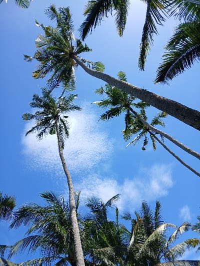 This image presents a low-angle view looking upward into a cluster of mature coconut palm trees against a bright blue sky with scattered white cumulus clouds, located in Tibubiyu, Indonesia. Multiple tall, slender, greyish-brown palm trunks rise from the lower and side edges of the frame, culminating in dense canopies of green fronds. The fronds are partially backlit by the overhead sun, showing variations in green coloration and areas of shadow. No individuals, animals, artificial structures, or discernible actions are present within the scene.