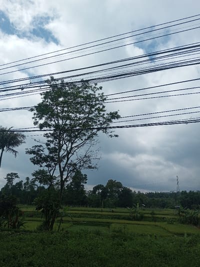 A rural scene under a cloudy sky. A tree with many branches stands prominently in the foreground, intersected by multiple power lines. Below the tree, a landscape of lush green fields transitions into a backdrop of dense foliage. A transmission tower is visible in the distance. The overall impression is a blend of nature and infrastructure.