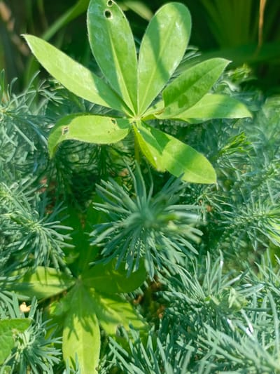 A close-up, top-down shot captures lush green foliage under natural lighting. The scene is dominated by two distinct types of plants. In the foreground and midground, feathery, needle-like green leaves are densely packed, creating a textured effect. The larger, brighter green leaves of another plant, possibly lupine due to their palmate structure, are interspersed throughout the frame. Some of these larger leaves show minor damage, indicated by small holes. The background is a soft blur of more green, suggesting a natural outdoor environment. The specific location in Zalesovo, Russia, is not visually identifiable from the image itself.