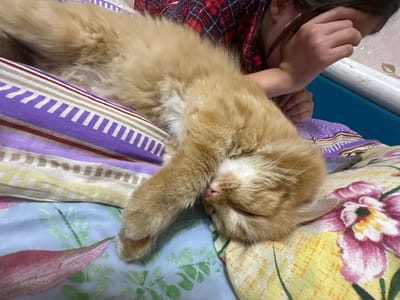 An orange cat sleeps on a bed. The cat is lying on its side, with its face partially covered by a paw. The bed is covered with a colorful duvet featuring stripes and floral patterns. A person wearing a red and black checkered shirt is visible in the background, their arm resting near the cat. The overall impression is one of a peaceful, domestic scene. The location is a bedroom in Terensay, Russia.