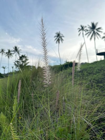 A tall, feathery stalk of wild grass is in sharp focus in the foreground, its delicate filaments reaching towards a pale blue, cloud-streaked sky. Behind it, the landscape of Baan Lipa Noi, Thailand, unfolds with lush green vegetation and the silhouetted forms of several palm trees. The ground slopes upwards, covered in dense, wild grasses and some ferns, with a hint of a building structure visible on the upper right. The lighting suggests late afternoon or early morning.