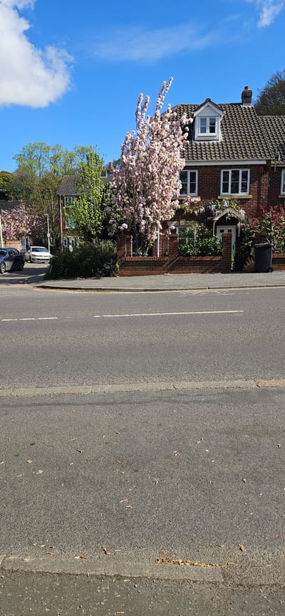 This image captures a quiet residential street scene in Norwich, United Kingdom, on a bright, sunny day, likely in spring given the prominent blossoms.
On the left side of the frame, a two-story brick house with a dark tiled roof is visible. It features multiple white-framed windows, including a distinctive dormer window on the roof. A chimney stack protrudes from the roofline. The front of the house is adorned with climbing plants, and a black rubbish bin is situated near the front door. A large cherry blossom tree with abundant pink and white flowers stands prominently in front of the house, its branches extending towards the sky. Other green trees and bushes are also visible behind and to the left of the house.
The right side of the image is dominated by a grey asphalt road. A solid white line runs along its length, marking what appears to be a parking or cycle lane boundary. Further down the road, two parked cars, a white van and a darker sedan, are partially visible. The road surface shows some debris, possibly fallen petals or leaves, particularly near the curb line. A narrow pavement or verge runs alongside the road, separating it from the houses.
The sky above is a clear, vibrant blue with a few scattered white cumulus clouds, indicating good weather. There are no people visible in the scene, suggesting a peaceful, everyday moment. No explicit text or signage is discernible in the image.