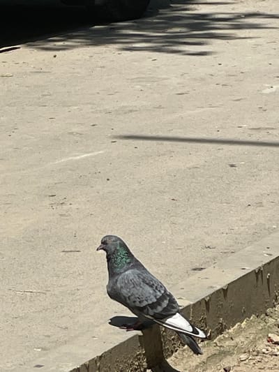 A pigeon stands on a concrete ledge in Cahul, Moldova. The pigeon is predominantly grey with iridescent green and purple feathers on its neck. Its tail feathers are white with black tips. The ground is a light-colored concrete surface with scattered debris. A shadow, likely from a tree or structure, stretches across the ground from the upper left to the right. The background is out of focus but appears to be a road or pathway.