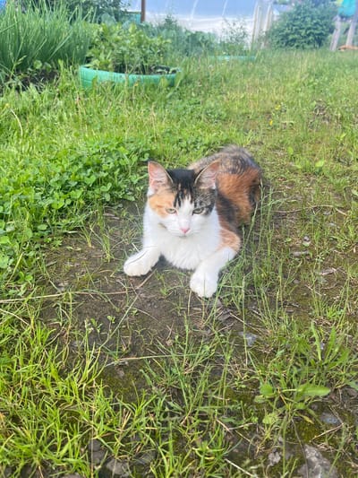A calico cat with white, black, and orange patches is lying on the ground in a grassy area. The cat is facing forward with its paws extended. In the background, there are green plants, possibly a garden, and a greenhouse. The location is described as the city of Borodulino, Russia.