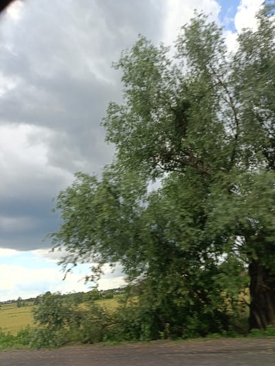 An eye-level, medium shot captures a slightly blurred, rural landscape under a cloudy sky. The foreground features a dark, textured ground, possibly asphalt or dirt. Dominating the midground and right side of the frame is a large, leafy tree with blurred green foliage, its branches extending upwards and across the scene. Behind the tree, a yellow-green field stretches into the distance, dotted with scattered trees and the roofs of houses, suggesting a settlement. The sky is a mix of dark gray storm clouds and patches of bright blue sky with white clouds. The overall impression is one of a natural, somewhat overcast day in the Ukrainian countryside, possibly near Biloziria.
