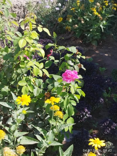 A close-up, eye-level outdoor shot captures a vibrant garden scene featuring a cluster of plants in bloom. In the foreground, a prominent pink rose is in full bloom, its petals a soft, rich hue. To its left, several bright yellow flowers, possibly daisies or chrysanthemums, add a splash of contrasting color. The plants are lush and green, with sunlight illuminating their leaves and flowers. In the background, a dense bed of dark purple foliage creates a striking contrast with the lighter greens and yellows of the foreground. The ground appears to be a mix of soil and mulch. The image was taken in Navruz, Uzbekistan.