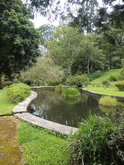 A pond surrounded by a stone border dominates the landscape. Patches of grass and various plants grow along its edge, and vegetation emerges from the water. Trees of varying sizes and types form a backdrop, some dense and others more sparse. The overall scene conveys a peaceful and natural environment, potentially within a botanical garden or park.