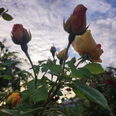 The image captures a close-up view of several rose buds and one partially opened rose, silhouetted against a cloudy sky. The roses exhibit a gradient of colors, transitioning from yellow at the base to pinkish-red at the tips of their petals. They are situated on thorny stems with green leaves, some of which appear slightly damp, suggesting recent rain or dew. The perspective is low-angle, looking up towards the sky and the roses, creating a sense of their upward growth. In the background, out-of-focus foliage and bokeh lights suggest a garden or park setting, with hints of other red flowers. The sky is filled with wispy, white clouds against a pale blue backdrop, indicating it might be daytime, possibly late afternoon or early evening due to the soft lighting. There are no people or visible text in the image. The overall mood is serene and natural, highlighting the beauty of the unfolding rose blossoms.
