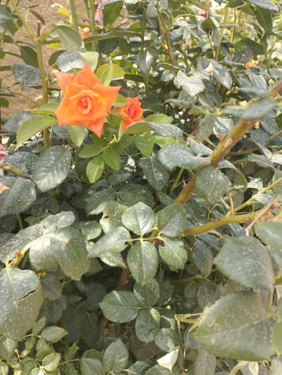 This is a medium-shot, vertical photograph of an orange rose bush in Zarafshan, Uzbekistan. The rose bush is densely packed with green leaves and several orange roses. The primary subject is a large, fully bloomed orange rose positioned slightly left of center, with its petals unfurled. To the right and slightly behind it is a smaller, partially bloomed orange rose. The leaves of the rose bush appear somewhat dusty or have a light powdery mildew, with some exhibiting signs of wear, such as a torn leaf in the lower left quadrant. Thorny branches are visible throughout the bush, adding to its characteristic appearance. The background consists of a muted, light brown, textured surface, possibly a wall or soil, which is out of focus. The lighting suggests it is daytime, with sunlight illuminating the scene and casting subtle shadows. The overall impression is of a natural, outdoor setting, likely a garden, on a clear day. There is no visible text in the image.