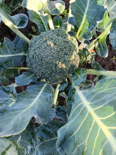 The image shows a close-up, overhead view of a head of broccoli growing in a garden. The broccoli head is green and tightly packed with florets, and it is surrounded by large, green broccoli leaves. Water droplets are visible on the leaves and florets, suggesting it has recently rained or been watered. The background consists of dark soil and some blurred green foliage. There are no people or animals present in the image. The image does not contain any information that would allow for the determination of its location within the city of Novozybkov, Russia, or any other specific geographical location.