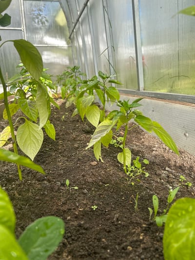 The image shows a close-up view of young pepper plants growing in a greenhouse located in the city of Leningradskaya, Russia. The plants are in rows, with dark soil around their roots. Sunlight filters through the translucent roof and sides of the greenhouse, illuminating the vibrant green leaves. Some of the leaves have water droplets on them, suggesting recent watering. The greenhouse appears to be constructed with a wooden frame and corrugated plastic panels. Several small weeds are also visible growing among the pepper plants.
